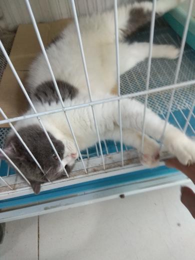 宠物猫价格一览表，宠物店的猫一般多少钱一斤