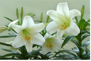 百合花在什么季节开放