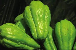 佛手瓜种植方法是怎样的?应该大头朝上还是大头朝下呢?