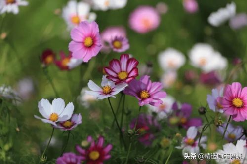 身体好心情好一切都好，心情好一切都好的晚安句子