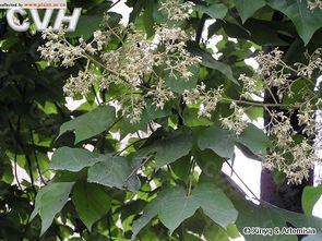 梧桐树开花的寓意，梦见冬天梧桐树开花