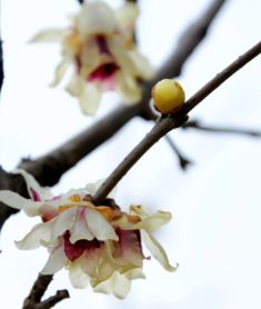 腊梅花花期