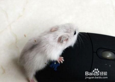 仓鼠公母怎么分辨
