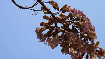 梧桐树开花吗