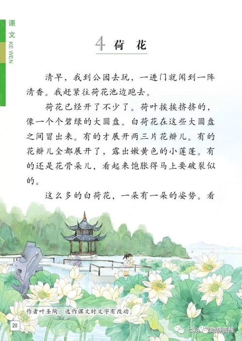 三年级课文荷花原文图片，三年级语文课文荷花