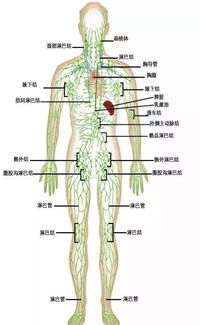 什么是淋巴