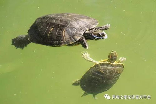 乌龟浮水是什么原因