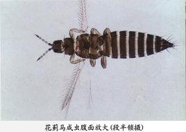 花蓟马用什么能彻底杀死，花蓟马和叶蓟马的区别