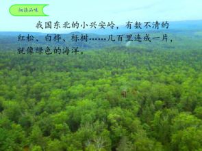 美丽的小兴安岭思维导图，美丽的小兴安岭评课稿