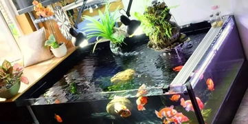养金鱼加盐好还是不加盐好，养金鱼不死的小窍门