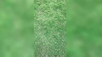 林木木是什么意思，林木森