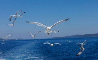 seagull为什么是flyoverthesea