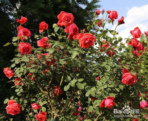 怎样修剪月季花