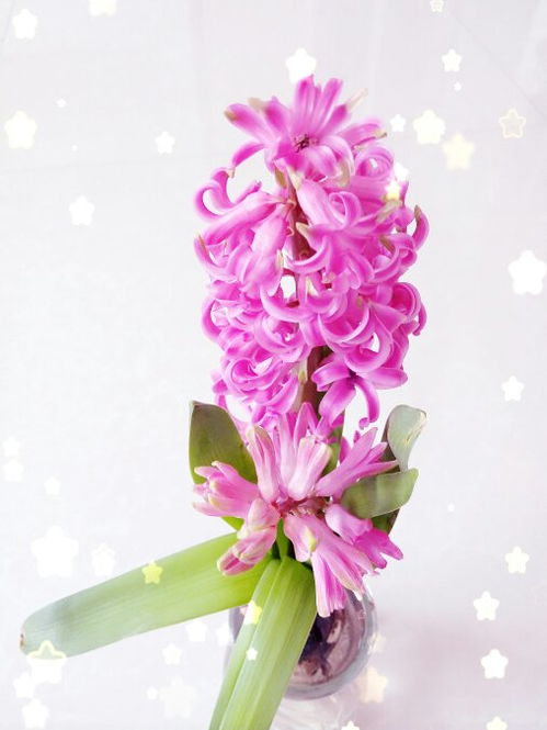 什么的花朵一年级，什么的花朵abb词语