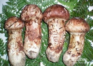 松茸的吃法与禁忌