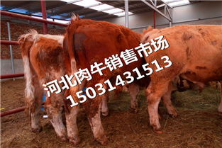 甘肃肉牛养殖基地，甘肃肉牛交易市场