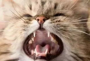 布偶猫多大换牙，猫多大换牙门牙