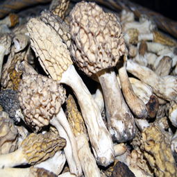 阳雀菌种植技术视频，阳雀菌怎么做才好吃