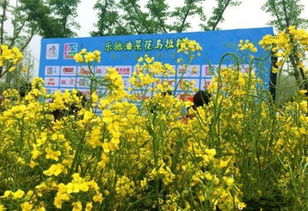 油菜花的特征,作用,外形分别是什么?