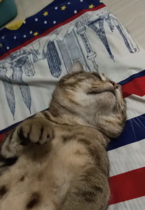 怎么养美短虎斑猫