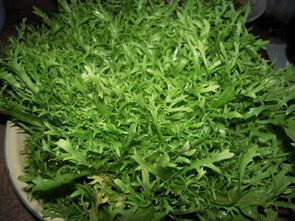 苦菊菜能炒着吃吗，苦苣菜的功效与作用及禁忌症