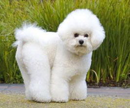 比熊犬有卷毛和直毛的区别吗