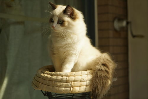 猫咪换牙是几个月