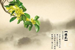 杜甫写桂花的诗句，写桂花的诗句猜谜