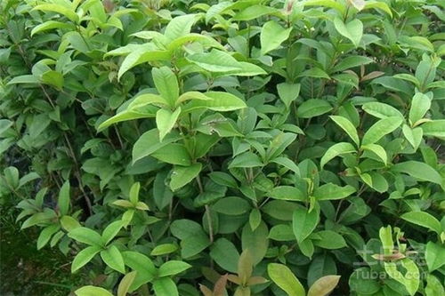 四季桂花苗多少钱一棵，四季桂花苗养殖栽培方法