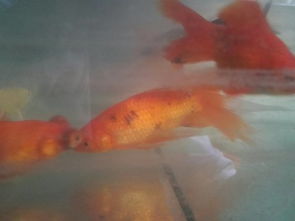 鱼体发黑是什么原因,鱼体的身上发黑怎么办