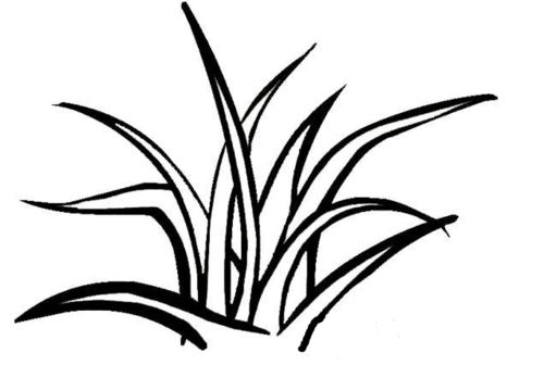 草的画法