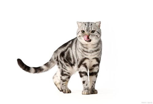 美短串狸花猫千万不能养，狸花猫和美短区别在哪