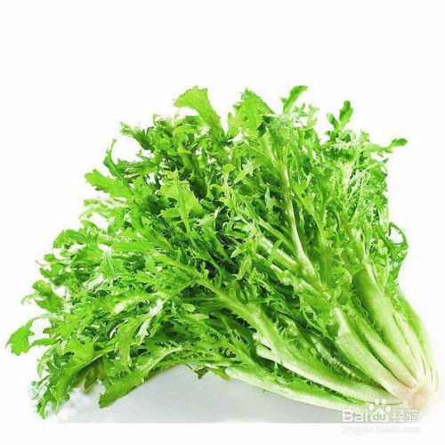 苦菊菜怎样做才好吃又简单
