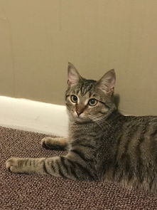 美短和狸花猫的区别是什么?
