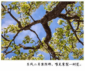 二月的别称