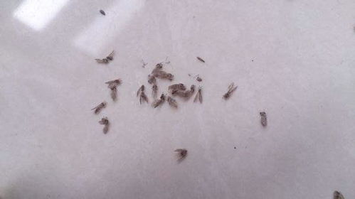 花盆里有小飞虫用什么药最好，花盆里有小飞虫是什么虫子