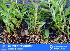 霍山铁皮石斛治什么病，霍山铁皮石斛哪个品牌正宗