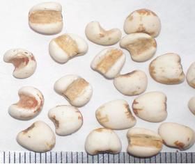 草珠子种子在哪里买，草珠子的功效与作用及食用方法