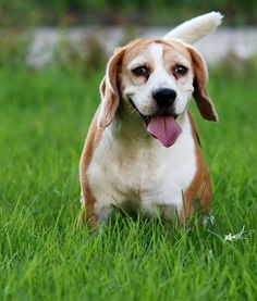 米格鲁猎犬好养吗，米格鲁猎犬智商