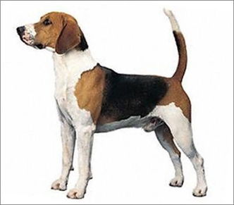 米格鲁猎兔犬的特点 米格鲁猎兔犬有什么特点