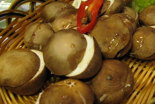 冬菇什么意思