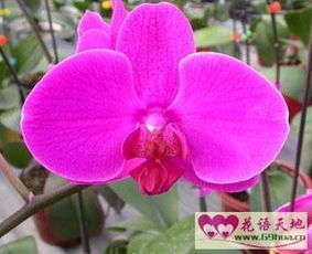 蝴蝶兰花语是什么意思 寓意，紫色蝴蝶兰花语