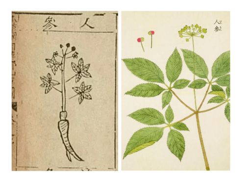 古代关于植物的诗句