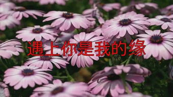 黯淡无光的近义词，娴静的近义词是安静吗