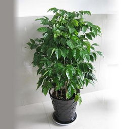 幸福树的修剪方法图片，幸福树修剪造型图片