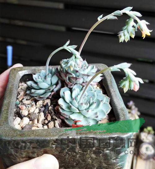 多肉植物吉娃莲和蓝姬莲区别
