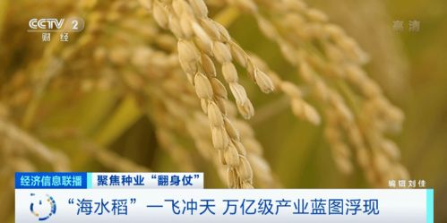 种子资源搜索，种子资源磁力搜索器
