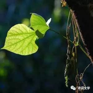 曹操《短行歌》