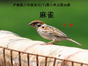 连续剧麻雀一共多少集，麻雀一共几集