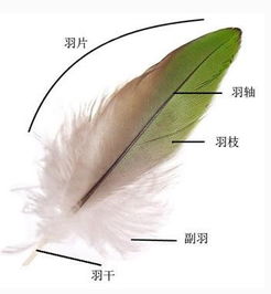 什么的羽毛